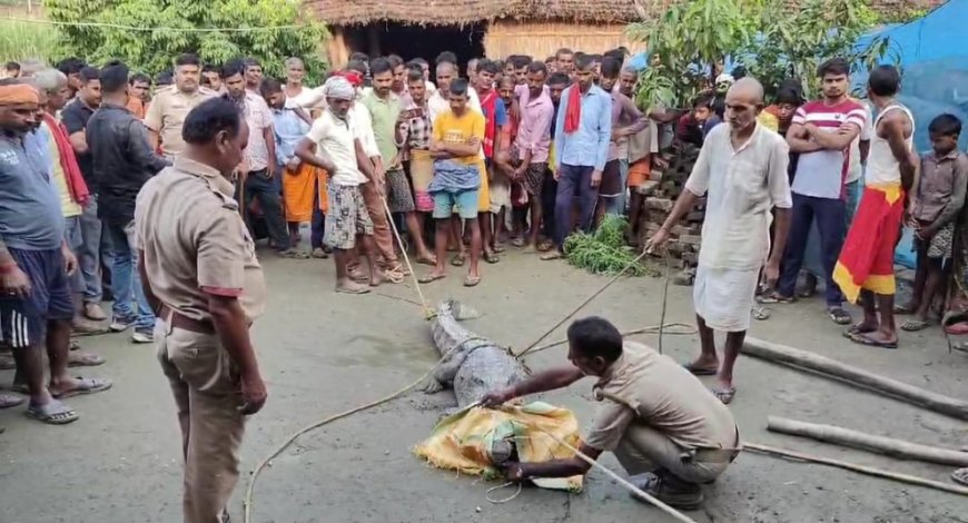 बहराइच: घर में मगरमच्छ घुसने से मचा हड़कंप, वन कर्मियों ने किया रेस्क्यू